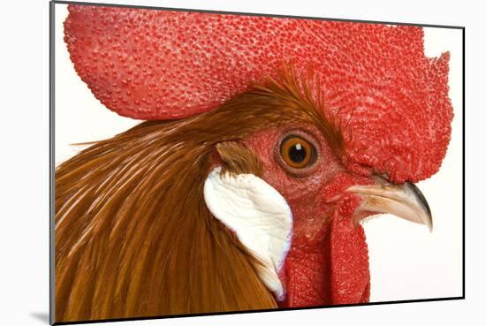 Chicken Gallic Rooster, Cockerel Close-Up of Face-null-Mounted Photographic Print