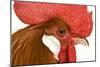 Chicken Gallic Rooster, Cockerel Close-Up of Face-null-Mounted Photographic Print