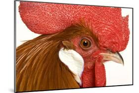 Chicken Gallic Rooster, Cockerel Close-Up of Face-null-Mounted Photographic Print