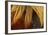 Chicken Gallic Rooster, Cockerel Close-Up of Plumage-null-Framed Photographic Print