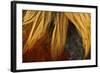 Chicken Gallic Rooster, Cockerel Close-Up of Plumage-null-Framed Photographic Print