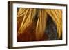 Chicken Gallic Rooster, Cockerel Close-Up of Plumage-null-Framed Photographic Print