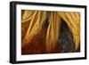 Chicken Gallic Rooster, Cockerel Close-Up of Plumage-null-Framed Photographic Print