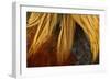 Chicken Gallic Rooster, Cockerel Close-Up of Plumage-null-Framed Photographic Print