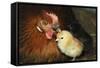 Chicken Hen with Chicks-null-Framed Stretched Canvas