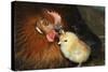 Chicken Hen with Chicks-null-Stretched Canvas