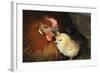 Chicken Hen with Chicks-null-Framed Photographic Print