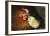 Chicken Hen with Chicks-null-Framed Photographic Print