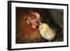 Chicken Hen with Chicks-null-Framed Photographic Print