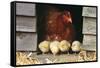 Chicken Hen with Row of Four Chicks-null-Framed Stretched Canvas