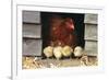 Chicken Hen with Row of Four Chicks-null-Framed Photographic Print