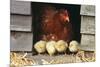 Chicken Hen with Row of Four Chicks-null-Mounted Photographic Print