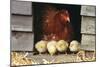 Chicken Hen with Row of Four Chicks-null-Mounted Photographic Print