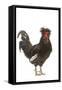 Chicken Houdan Breed in Studio-null-Framed Stretched Canvas