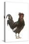 Chicken Houdan Breed in Studio-null-Stretched Canvas