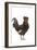 Chicken Houdan Breed in Studio-null-Framed Photographic Print