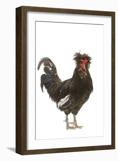 Chicken Houdan Breed in Studio-null-Framed Photographic Print