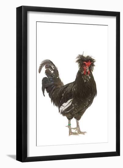 Chicken Houdan Breed in Studio-null-Framed Photographic Print