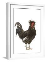 Chicken Houdan Breed in Studio-null-Framed Photographic Print