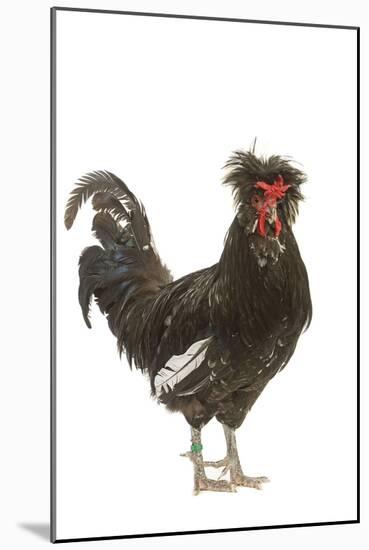 Chicken Houdan Breed in Studio-null-Mounted Photographic Print