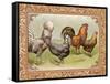 Chicken III-null-Framed Stretched Canvas