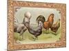 Chicken III-null-Mounted Art Print