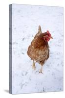 Chicken in Snow-null-Stretched Canvas