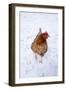 Chicken in Snow-null-Framed Photographic Print