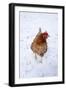 Chicken in Snow-null-Framed Photographic Print