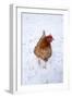 Chicken in Snow-null-Framed Photographic Print