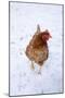 Chicken in Snow-null-Mounted Photographic Print