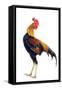 Chicken in Studio-null-Framed Stretched Canvas