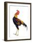 Chicken in Studio-null-Framed Photographic Print