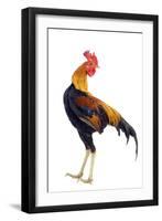 Chicken in Studio-null-Framed Photographic Print