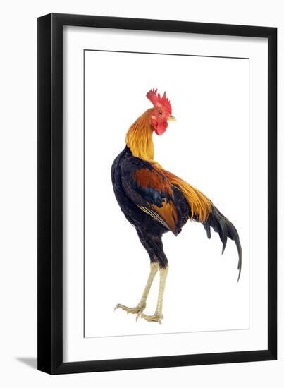 Chicken in Studio-null-Framed Photographic Print