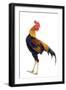 Chicken in Studio-null-Framed Photographic Print