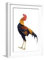 Chicken in Studio-null-Framed Photographic Print