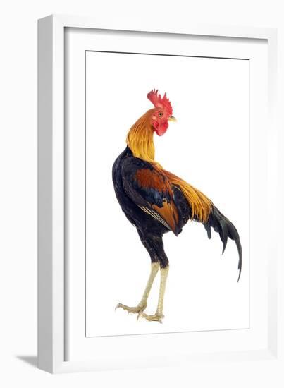Chicken in Studio-null-Framed Photographic Print
