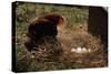 Chicken Looking at Nest of Eggs-null-Stretched Canvas