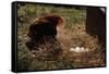 Chicken Looking at Nest of Eggs-null-Framed Stretched Canvas