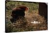 Chicken Looking at Nest of Eggs-null-Stretched Canvas