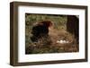 Chicken Looking at Nest of Eggs-null-Framed Photographic Print