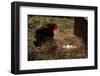 Chicken Looking at Nest of Eggs-null-Framed Photographic Print