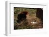 Chicken Looking at Nest of Eggs-null-Framed Photographic Print