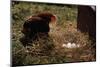 Chicken Looking at Nest of Eggs-null-Mounted Photographic Print