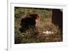 Chicken Looking at Nest of Eggs-null-Framed Photographic Print