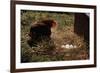 Chicken Looking at Nest of Eggs-null-Framed Photographic Print