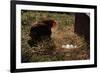 Chicken Looking at Nest of Eggs-null-Framed Photographic Print