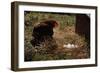 Chicken Looking at Nest of Eggs-null-Framed Photographic Print