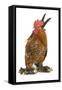 Chicken Millefleur Sablepoot in Studio-null-Framed Stretched Canvas